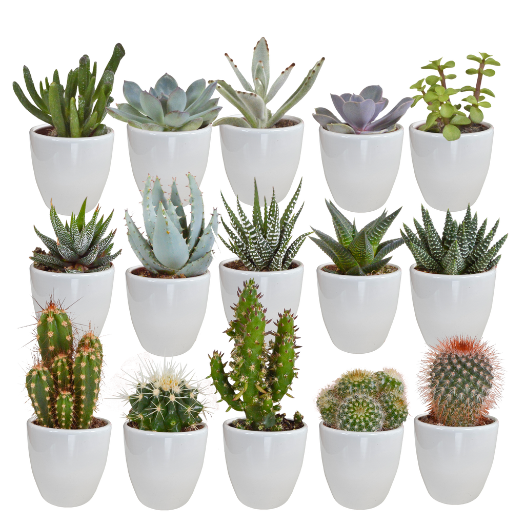 Cactus en vetplanten mix 5.5 cm | 15 stuks - in witte pot