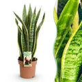 Green is... Kamerplanten - Sansevieria Laurentii - Vrouwentong - Weinig onderhoud - Groen - 1 Plant - Pot 17cm - Hoogte 60-70cm