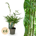 Bamboe - Fargesia robusta Pingwu - Bladhoudend - Niet Woekerend - Groen - 6 Planten - Pot 14cm - Hoogte 35cm