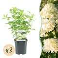Pluim Hortensia - Hydrangea panniculata Limelight - Bloem Creme Wit  - 3 Planten - 1 m2 - Bladverliezend - Grote Bloemen - Pot 17cm Hoogte 50cm