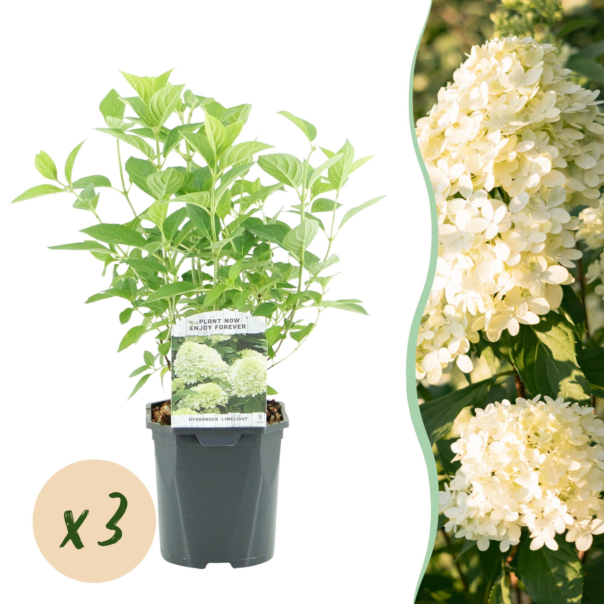 Pluim Hortensia - Hydrangea panniculata Limelight - Bloem Creme Wit  - 3 Planten - 1 m2 - Bladverliezend - Grote Bloemen - Pot 17cm Hoogte 50cm