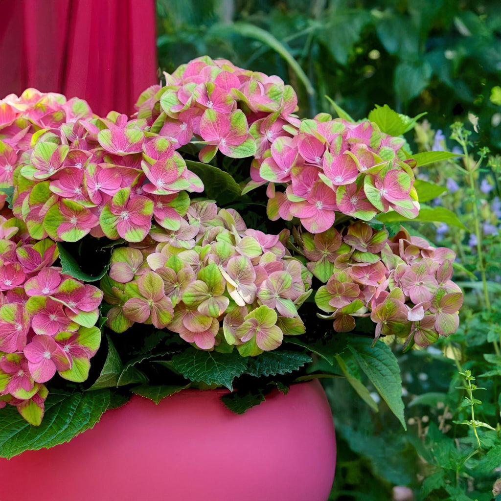 Terrasplant - Hortensia - Hydrangea Magical Green Fire - Roze Groen - 6-10 Bloemen - 2 Planten - Pot 23cm Hoogte 55cm