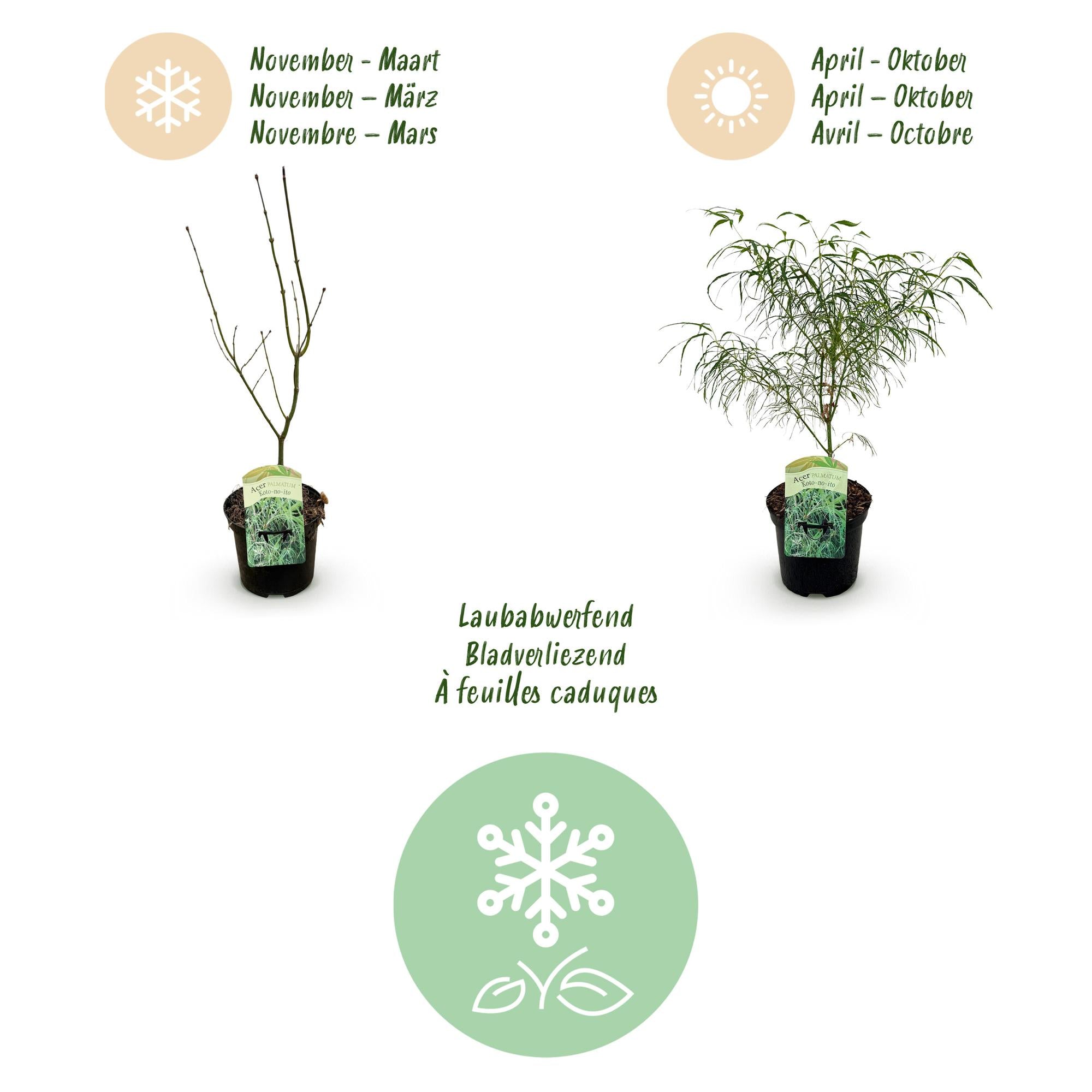 Terrasplant - Japanse Esdoorn - Acer palmatum Koto-no-ito - Groen - 2 Planten - Bladverliezend - Pot 19cm Hoogte 70cm