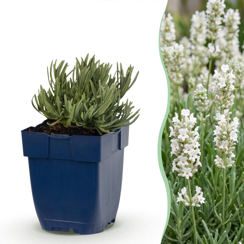 Vasteplant - Lavandula ang. Hidcote - Lavendel - Geurend - Paars - 6 Planten - Pot 11cm - Hoogte 15-25cm