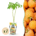 Fruitplanten - Framboos - Rubus idaeus Fallgold - Winterhard - 3 Planten - Pot 9 cm - Gele Framboos