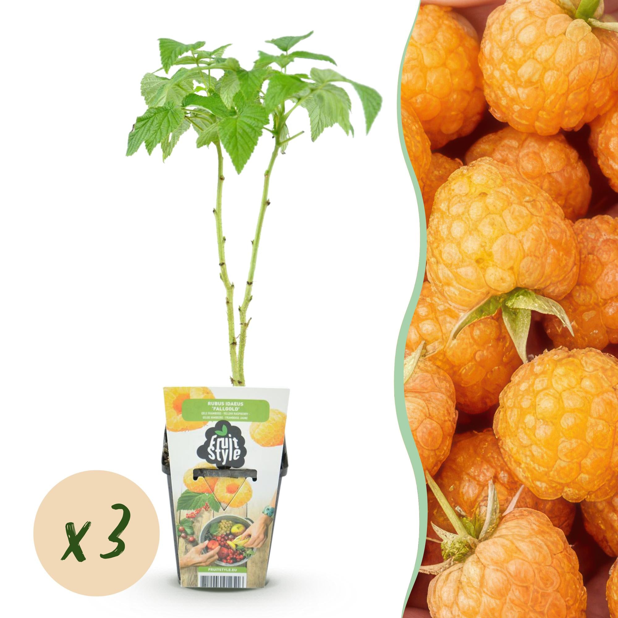 Fruitplanten - Framboos - Rubus idaeus Fallgold - Winterhard - 3 Planten - Pot 9 cm - Gele Framboos