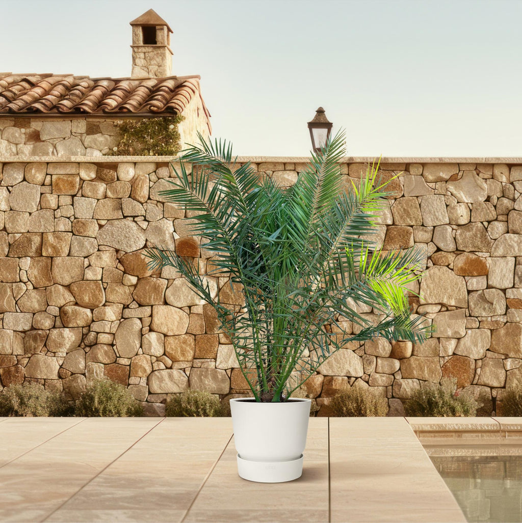 Phoenix Canariensis - 230cm - ø50