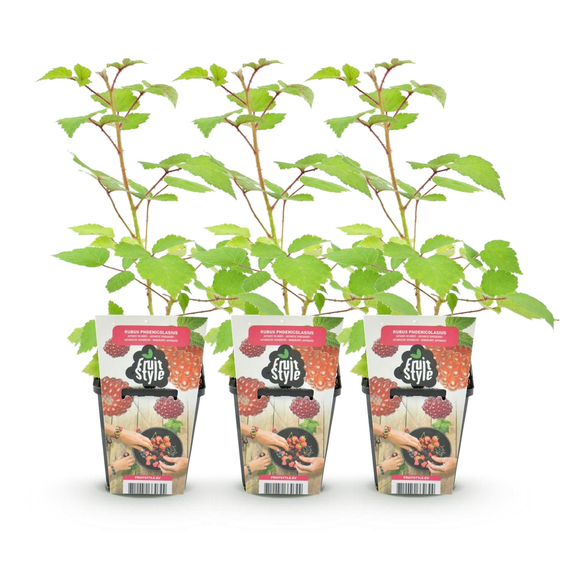 Fruitplanten - Japanse Wijnbes - Rubus Phoenicolasius - Winterhard - 3 Planten - Pot 9 cm - Rode Bes