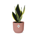 Sansevieria Futura Superba in ELHO Vibes Fold 14cm roze