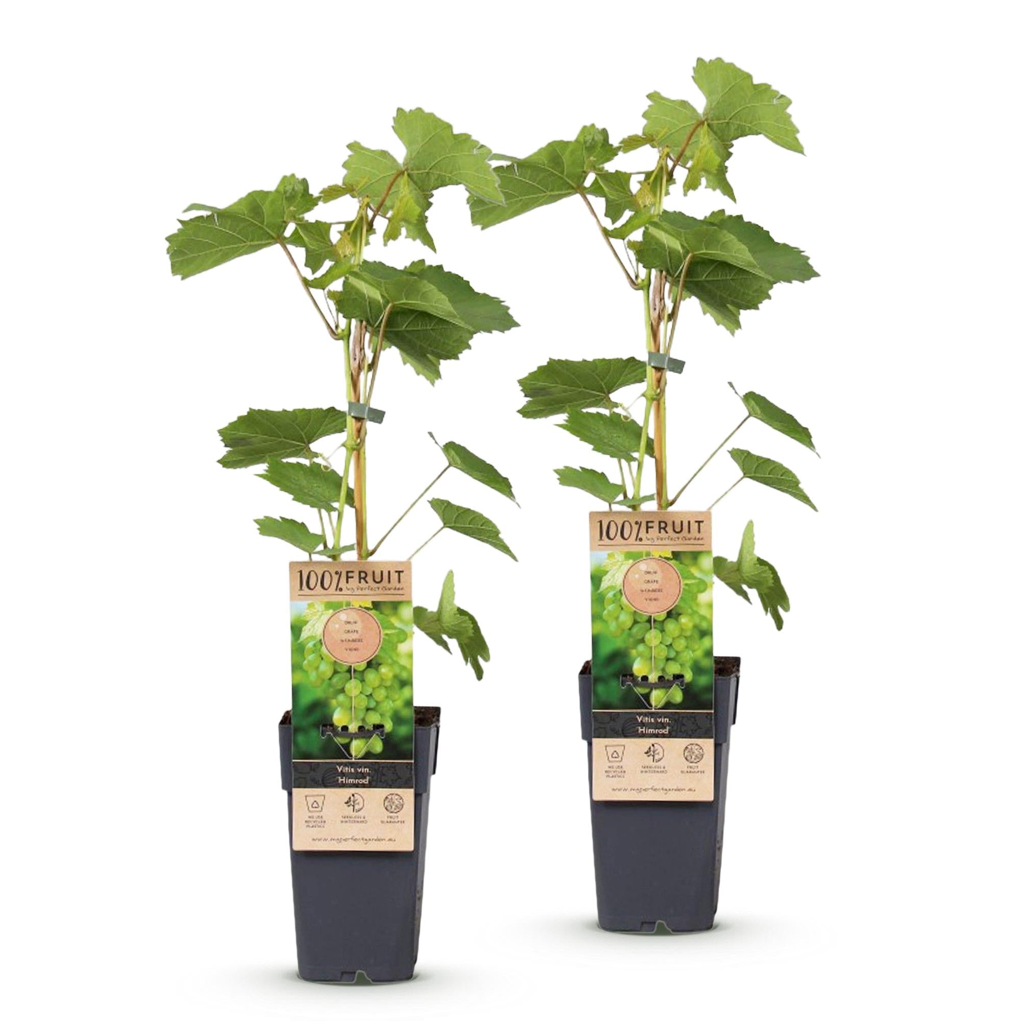 Fruitplant - Vitis vinifera Himrod - Druivenplant - Pitarm - Witte Druif - 2 Planten - Pot 15cm - Hoogte 50cm