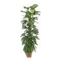 Monstera Monkey Leaf mosstok - 160 cm - ø27