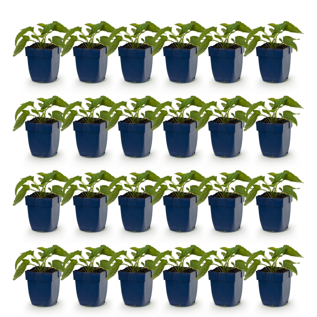 Vasteplant - Rudbeckia fulg. Goldsturm - Gele zonnehoed - Bijen- en vlinderlokkers - Geel - 24 Planten - Pot 11cm - Hoogte 15-25cm