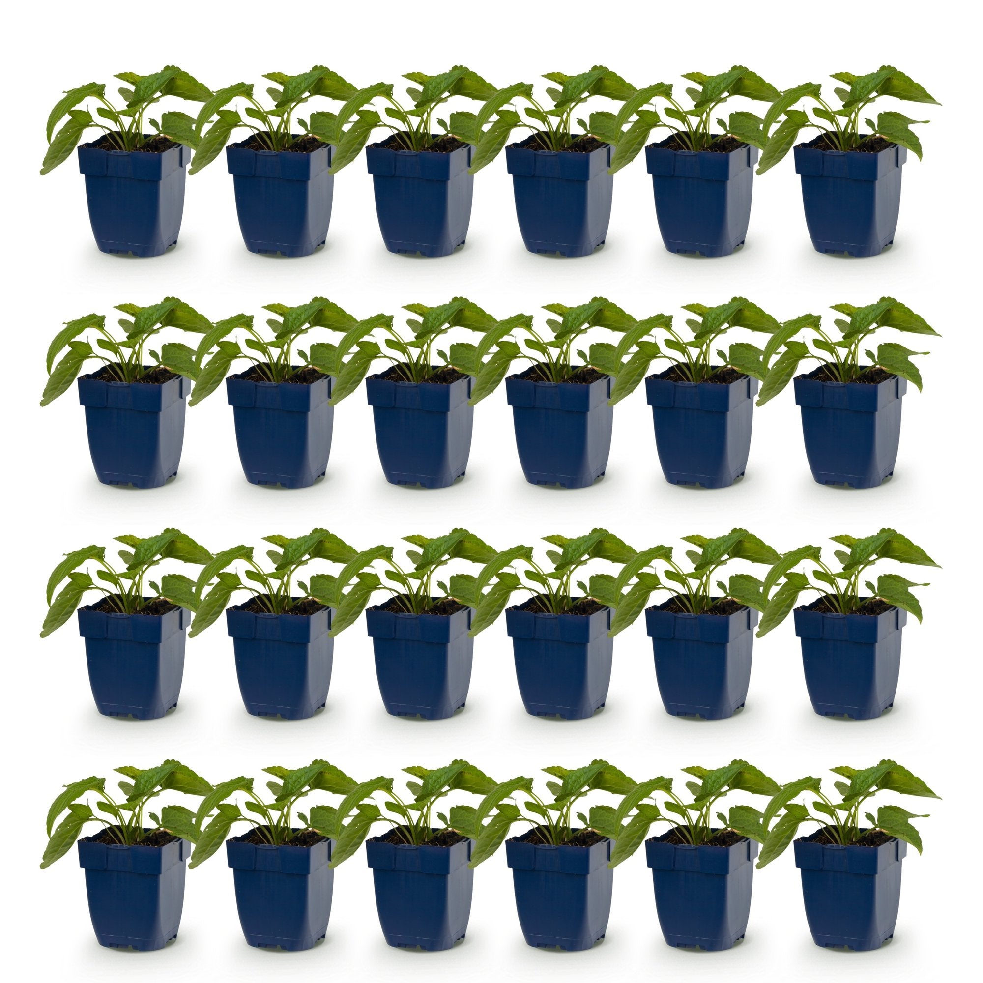 Vasteplant - Rudbeckia fulg. Goldsturm - Gele zonnehoed - Bijen- en vlinderlokkers - Geel - 24 Planten - Pot 11cm - Hoogte 15-25cm