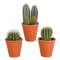 Cactus mix 8.5 cm - 3x - in terracotta pot