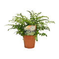 Asplenium Parvati - Ø12cm - ↕35cm