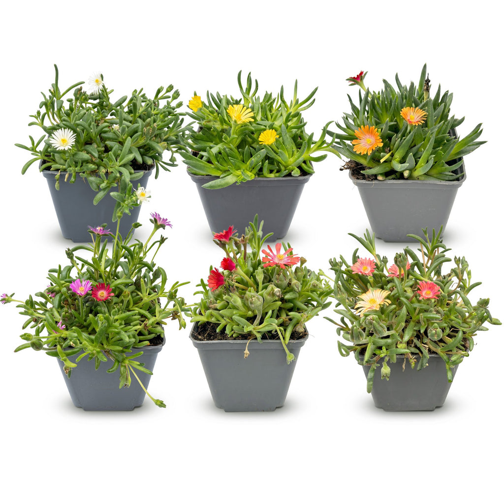 6x - Delosperma mix - Ø7cm - ↕10-12cm