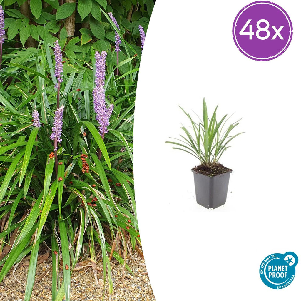 48x Liriope muscari 'Ingwersen' - ↕10-25cm - Ø9cm