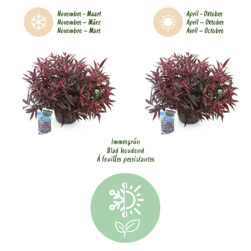 Tuinplant - Leucothoe Burning Love - Rood - 2 Planten - Groenblijvend - Weinig Onderhoud - Pot 17cm Hoogte 45cm