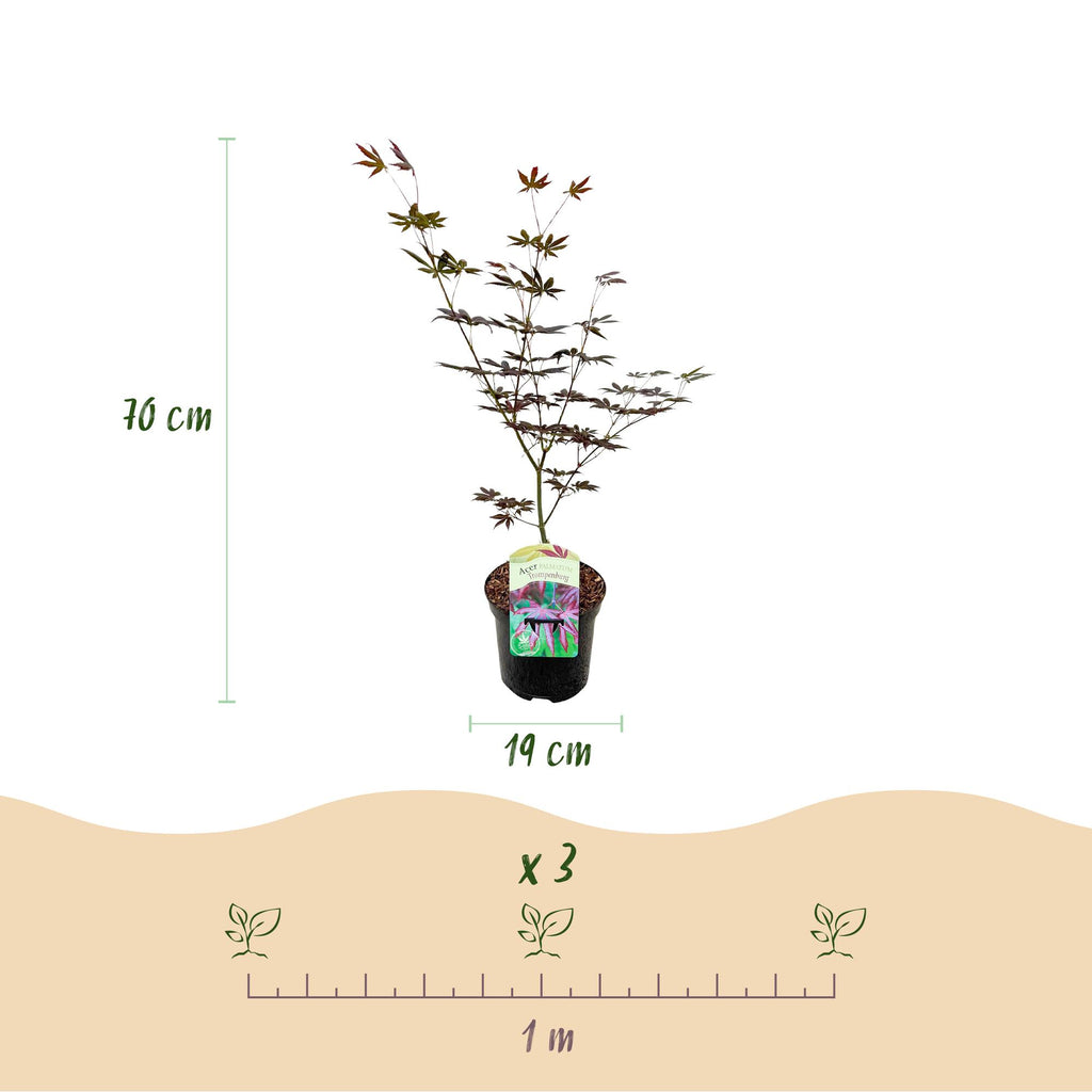 Terrasplant - Japanse Esdoorn - Acer palmatum Trompenburg -Donker Paars - 1 Plant - Bladverliezend - Pot 19cm Hoogte 70cm