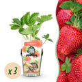 Fruitplanten - Aardbei - Fragaria Maxim - Winterhard - 3 Planten - Pot 9 cm - Rode Aardbei