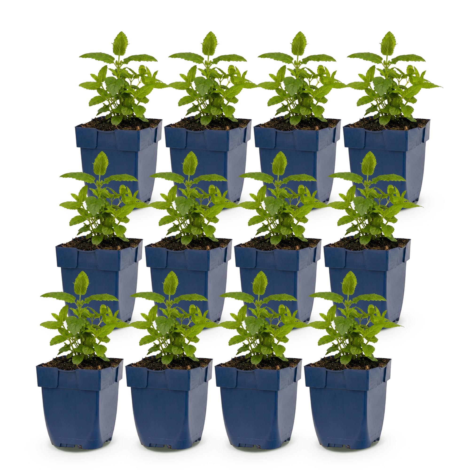 Vasteplant - Nepeta nerv. Neptune - Kattenkruid - Bijen en Vlinderlokkers - Paars - 12 Planten - Pot 11cm - Hoogte 15-25cm