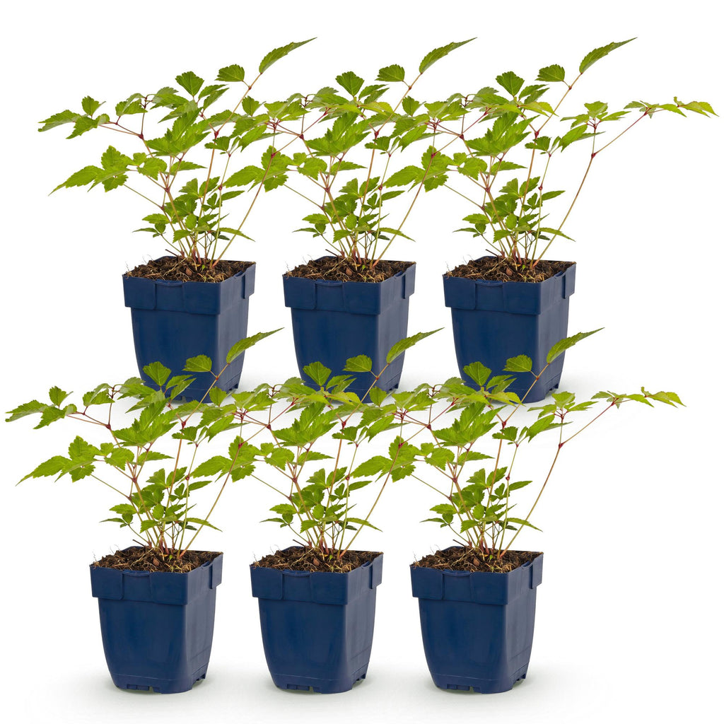 Vasteplant - Astilbe (J) Europa - Pluimspirea - Schaduw - Roze - 6 Planten - Pot 11cm - Hoogte 15-25cm