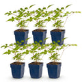 Vasteplant - Astilbe (J) Europa - Pluimspirea - Schaduw - Roze - 6 Planten - Pot 11cm - Hoogte 15-25cm
