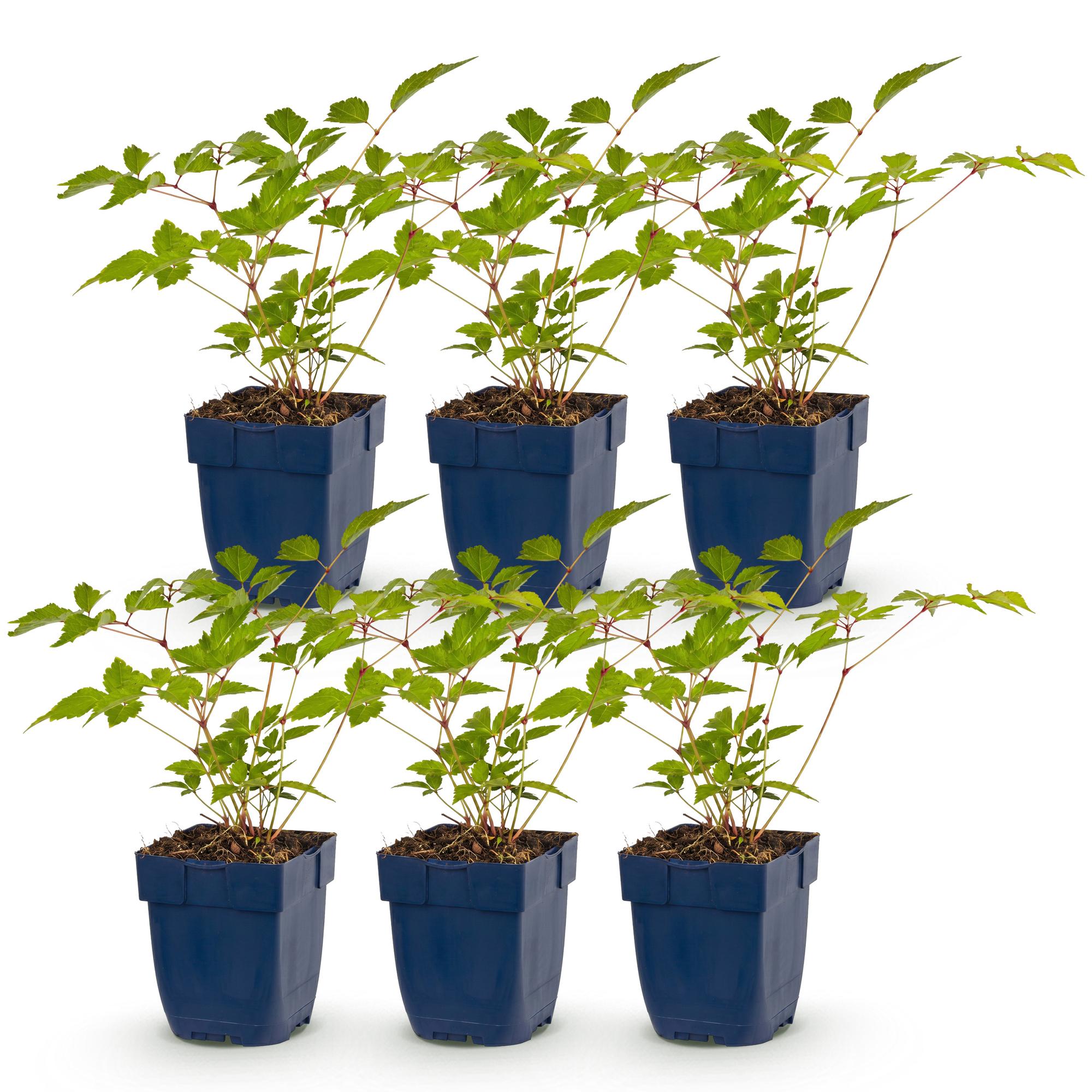 Vasteplant - Astilbe (J) Europa - Pluimspirea - Schaduw - Roze - 6 Planten - Pot 11cm - Hoogte 15-25cm