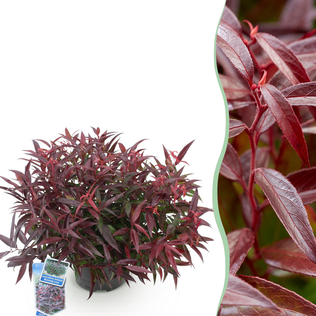 Tuinplant - Leucothoe Burning Love - Rood - 1 Plant -  Groenblijvend - Weinig Onderhoud - Pot 17cm Hoogte 45cm