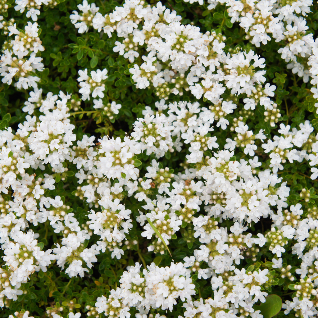 48x Thymus praecox 'Albiflorus' - ↕10-25cm - Ø9cm