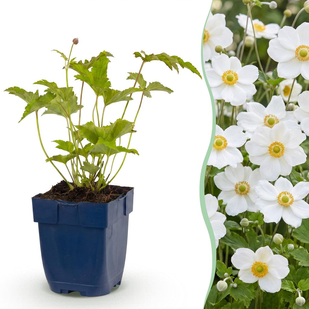 Vasteplant - Anemone hybr. Hon. Jobert - Herfst Anemoon - Schaduw - Wit - 6 Planten - Pot 11cm - Hoogte 15-25cm