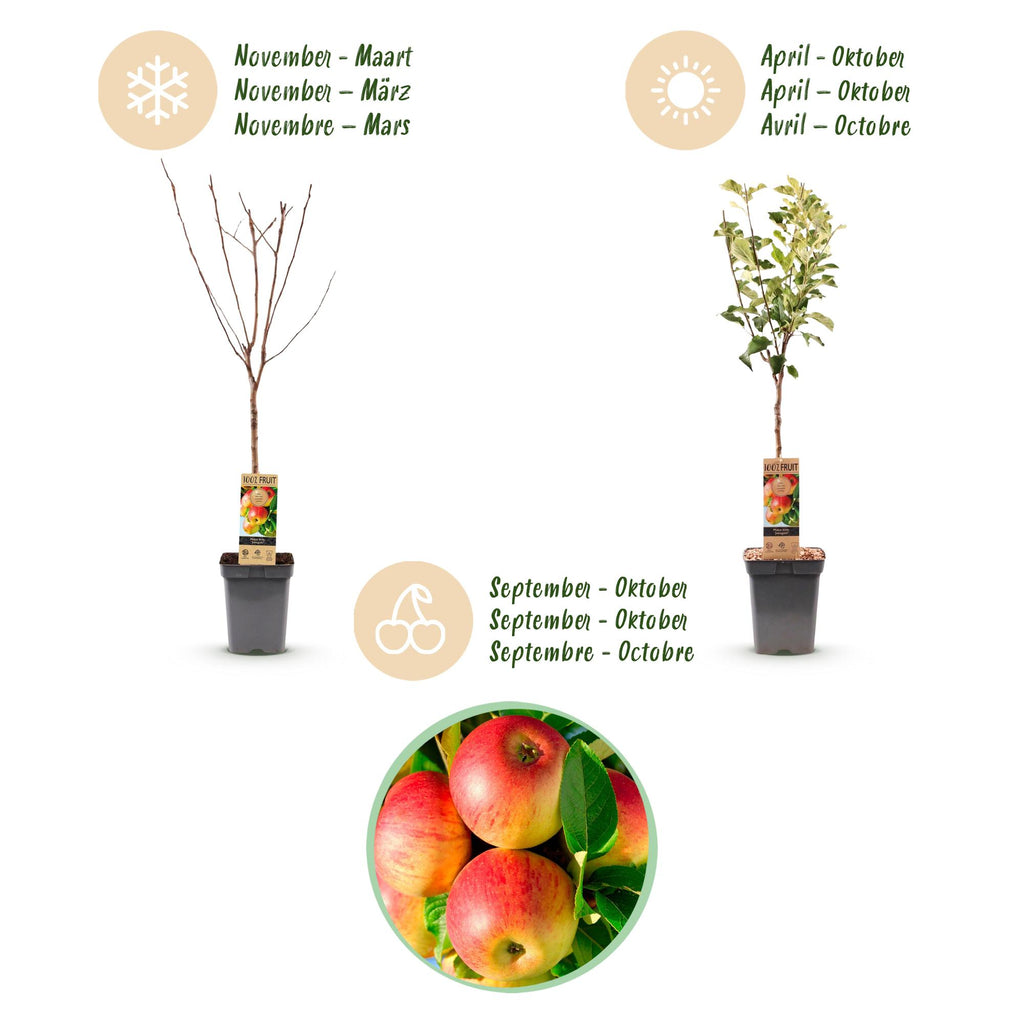 Fruitboom - Malus domestica Jonagold - Appelboom - Winterhard - Geel-Groene Appel - 1 Plant - Pot 21cm - Hoogte 90cm