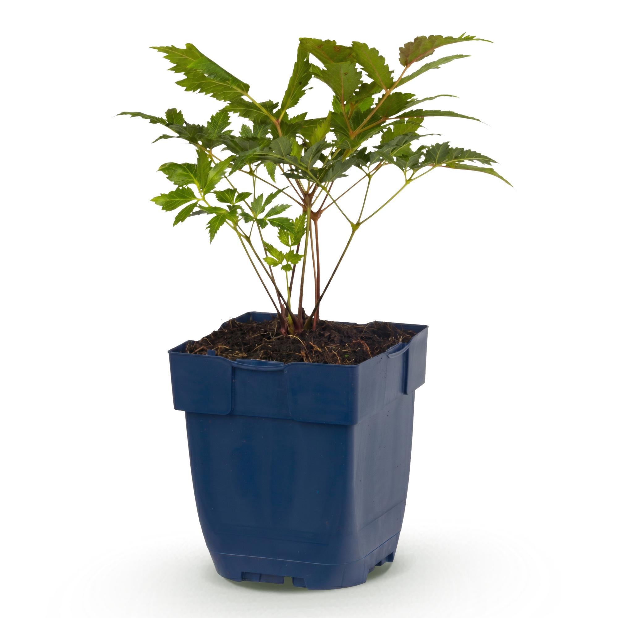 Vasteplant - Astilbe (A) Fanal - Pluimspirea - Schaduw - Rood - 1 Plant - Pot 11cm - Hoogte 15-25cm
