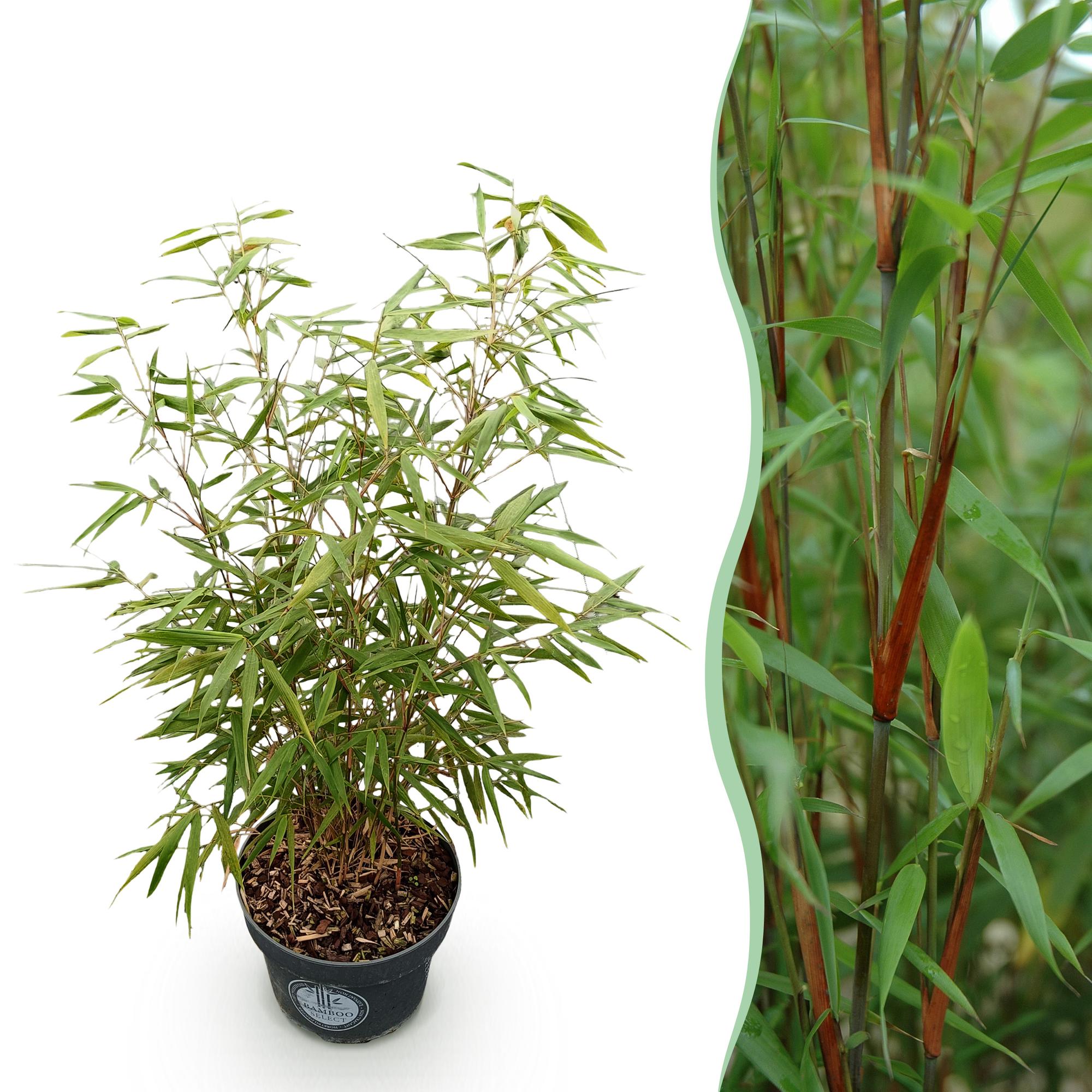 Grassen - Fargesia scabrida Asian Wonder - Niet Woekerende Bamboe - Bladhoudend - Groen - 1 Plant - Pot 23 cm - Hoogte 80 cm