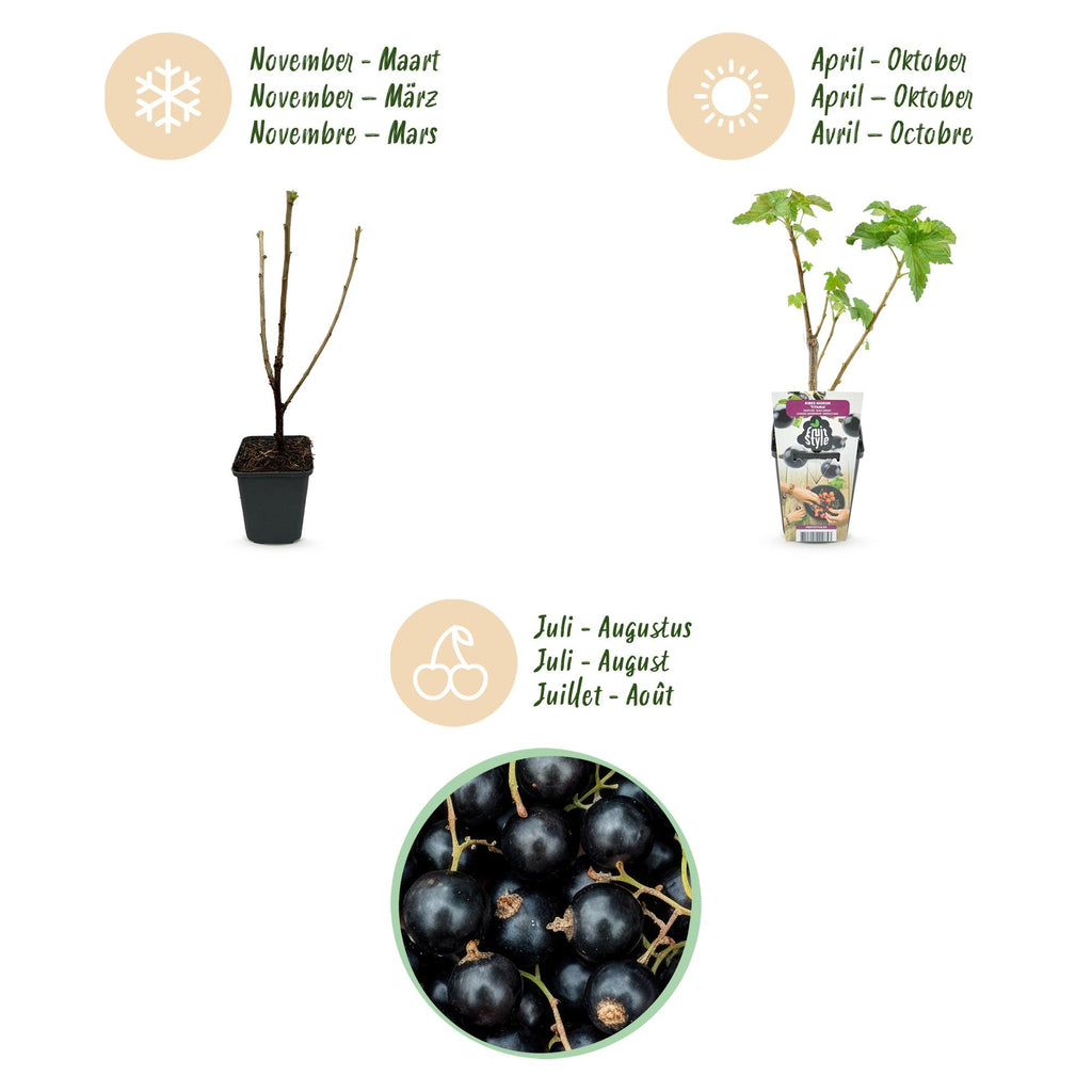 Fruitplanten - Zwarte Bes - Ribes nigrum Titania - Winterhard - 3 Planten - Pot 9 cm - Zwarte Bes