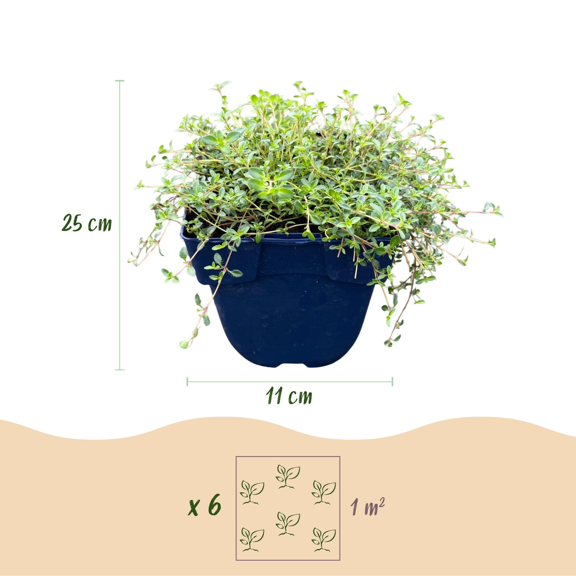 Vasteplant - Thymus Tricolour - Tym - Bodembedenkend - Roze - Rood - Wit - 24 Planten - Pot 11cm - Hoogte 15-25cm