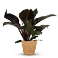 Kamerplant - Philodendron - Philodendron Imperial Red - Rood - Weinig onderhoud - 1 Plant - met Mand - Pot 19cm - Hoogte 60cm