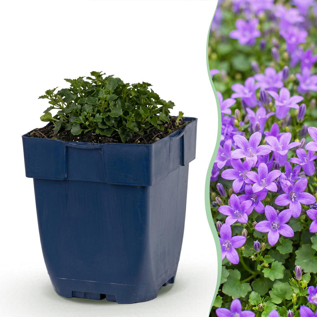 Vasteplant - Campanula portenschlagiana - Perzikbladklokje - Bodembedekkend - Roze - 12 Planten - Pot 11cm - Hoogte 15-25cm