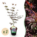 Terrasplant - Japanse Esdoorn - Acer palmatum Trompenburg -Donker Paars - 2 Planten - Bladverliezend - Pot 19cm Hoogte 70cm
