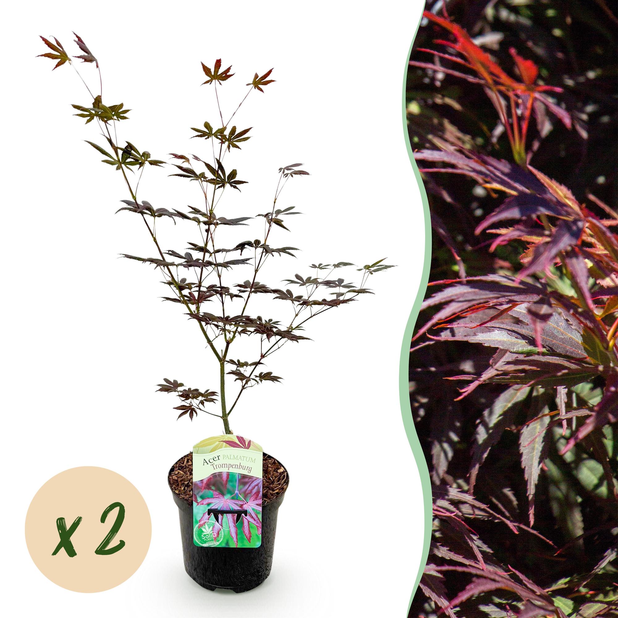 Terrasplant - Japanse Esdoorn - Acer palmatum Trompenburg -Donker Paars - 2 Planten - Bladverliezend - Pot 19cm Hoogte 70cm