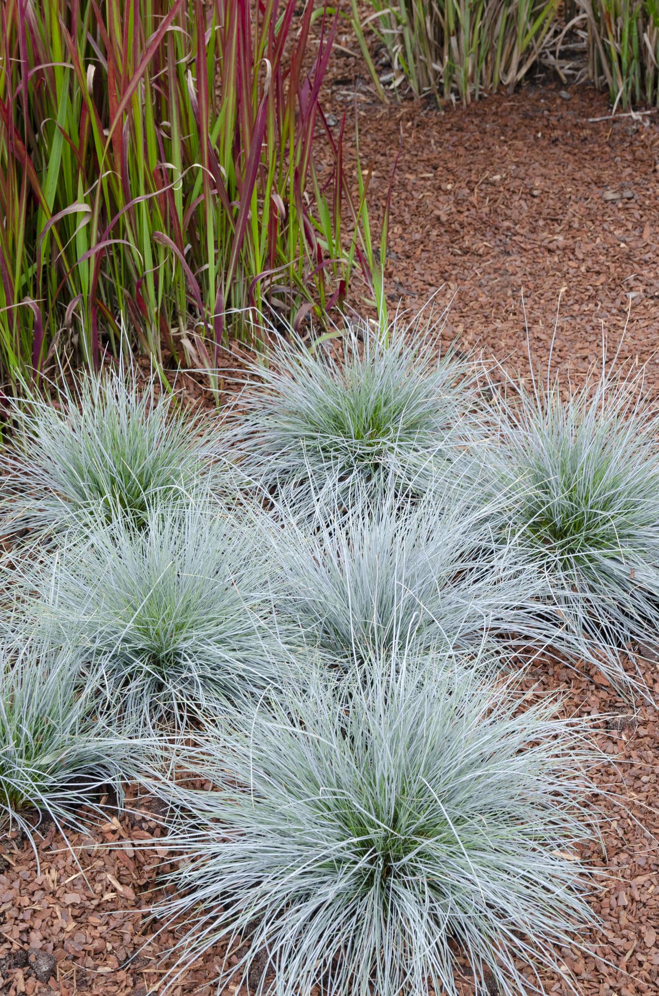 Festuca glauca Azura Blue - Ø19cm - ↕40cm - Ø14 - ↨30cm