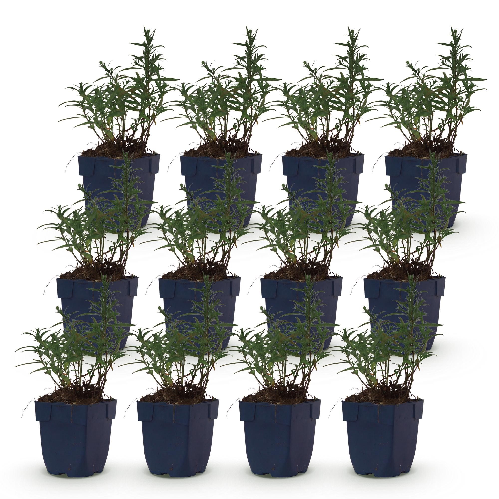 Vasteplant - Aster (D) Mittelmeer - Zeeaster - Bijen en Vlinderlokkers - Paars - 12 Planten - Pot 11cm - Hoogte 15-25cm