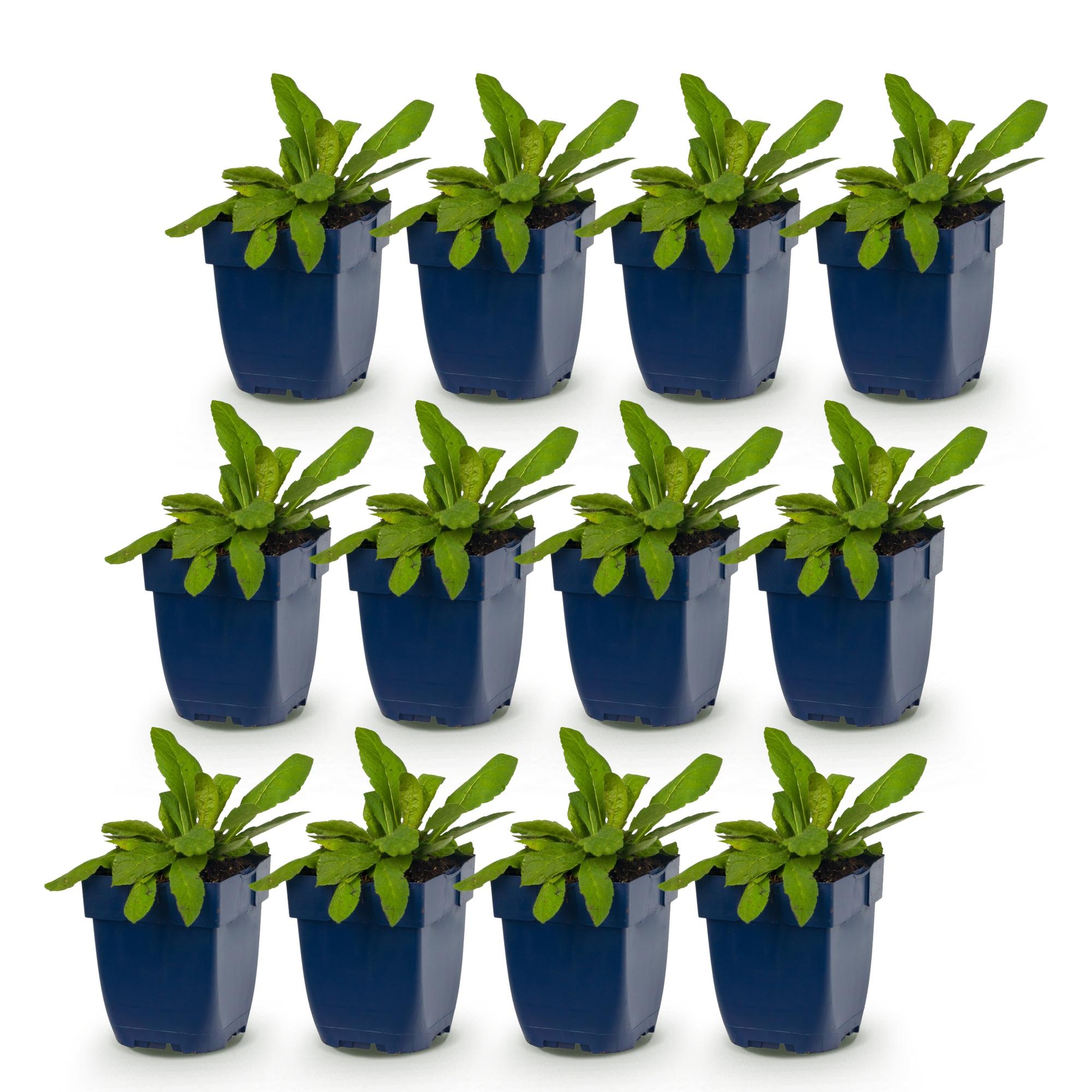 Vasteplant - Knautia macedonica - Beemdkroon - Bijen- en vlinderlokkers - Donker Rood - 12 Planten - Pot 11cm - Hoogte 15-25cm