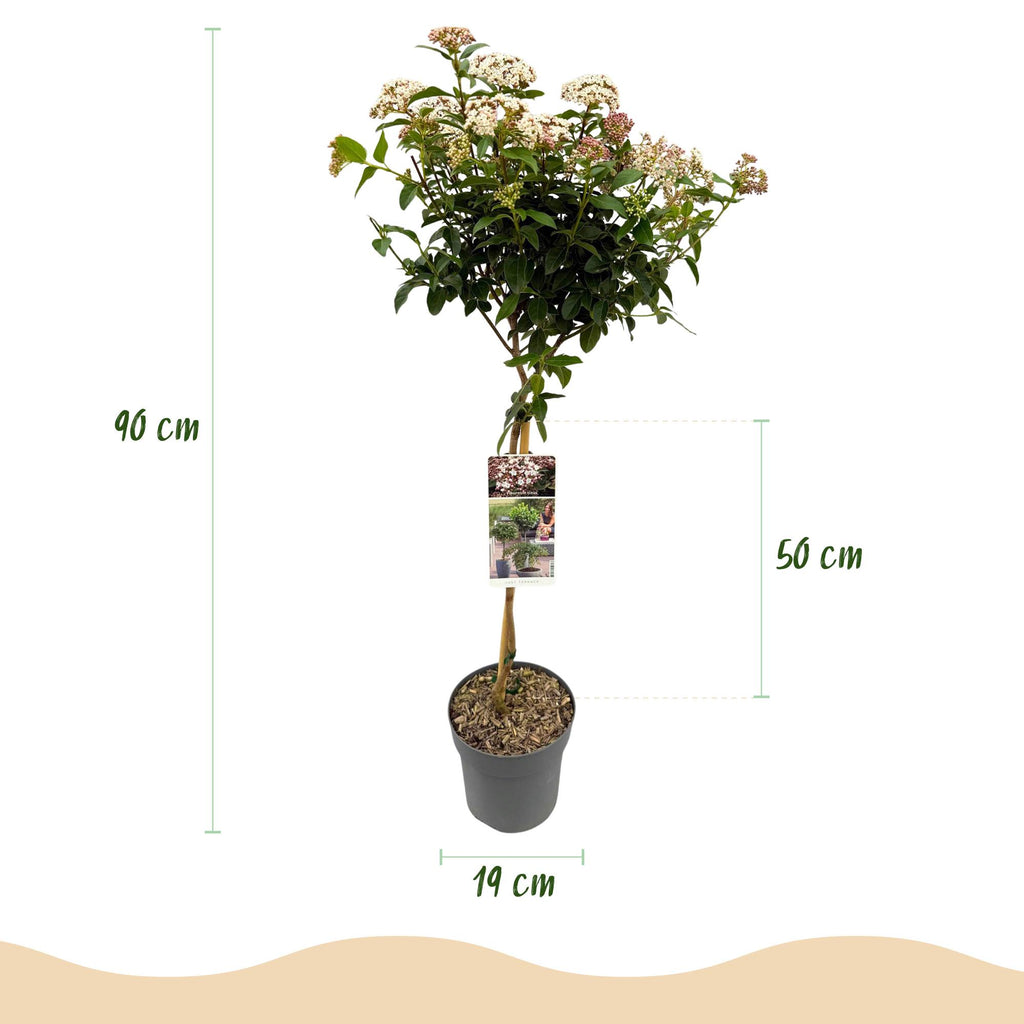 Plant op Stam - Viburnum tinus Eve Price - Terras Plant - Bladhoudend - Winterhard - Wit-Roze Bloem - Pot 19cm Hoogte 90cm
