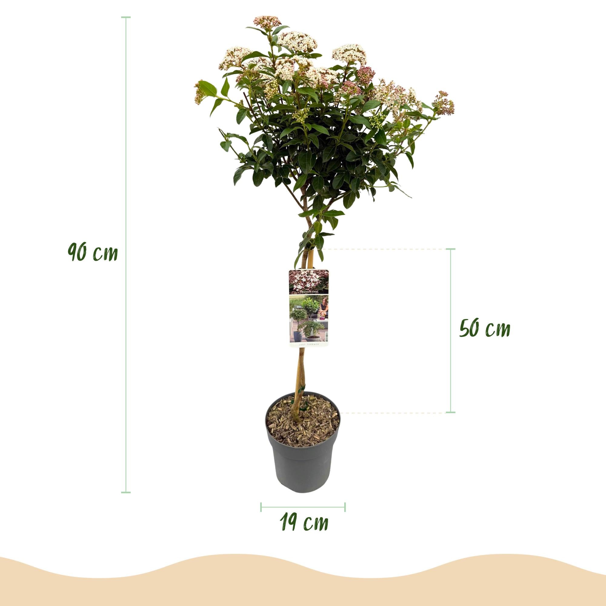 Plant op Stam - Viburnum tinus Eve Price - Terras Plant - Bladhoudend - Winterhard - Wit-Roze Bloem - Pot 19cm Hoogte 90cm