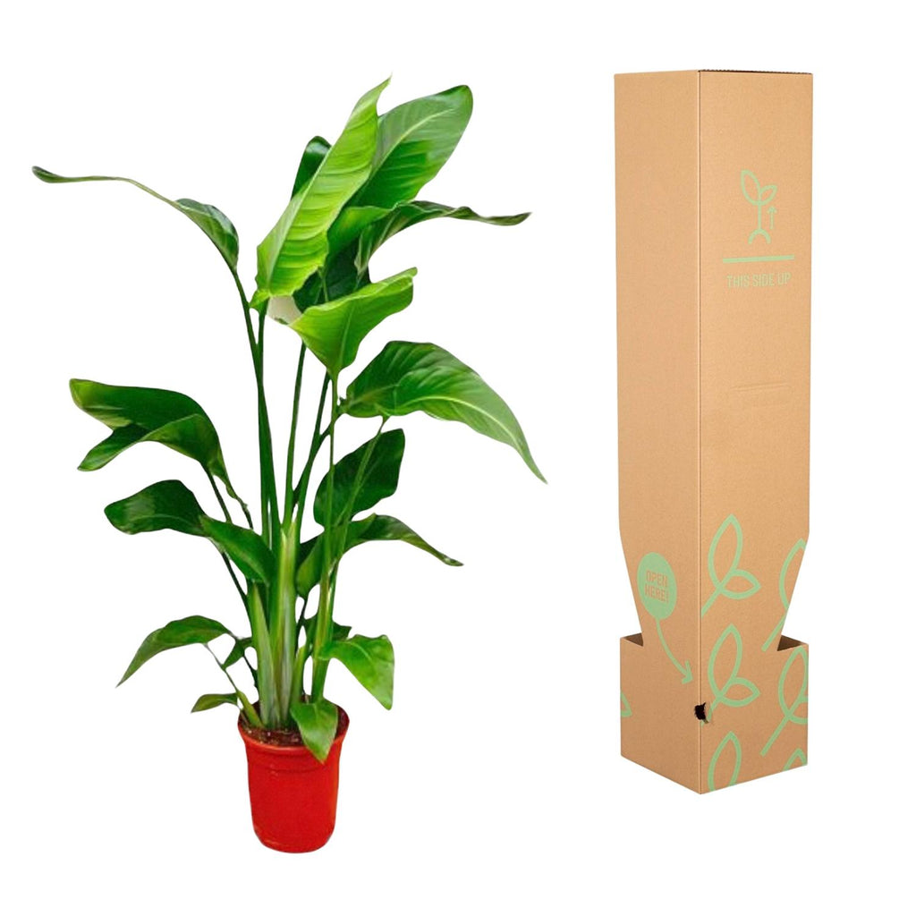 Strelitzia Nicolai - 70-100 cm - ø17