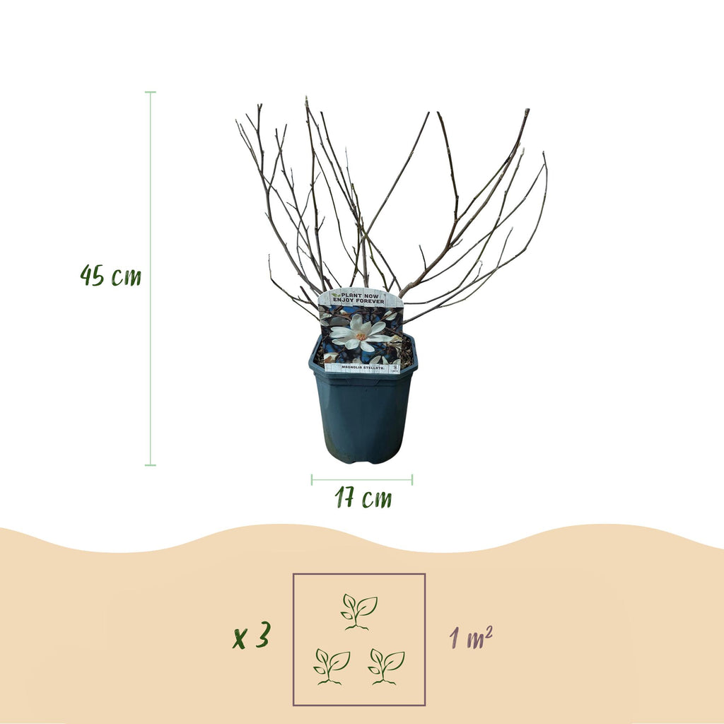 Heesters -  Magnolia Stellata  - Bloem Wit  - 1 Plant - Bladverliezend - Weinig Onderhoud - Pot 17cm Hoogte 45cm