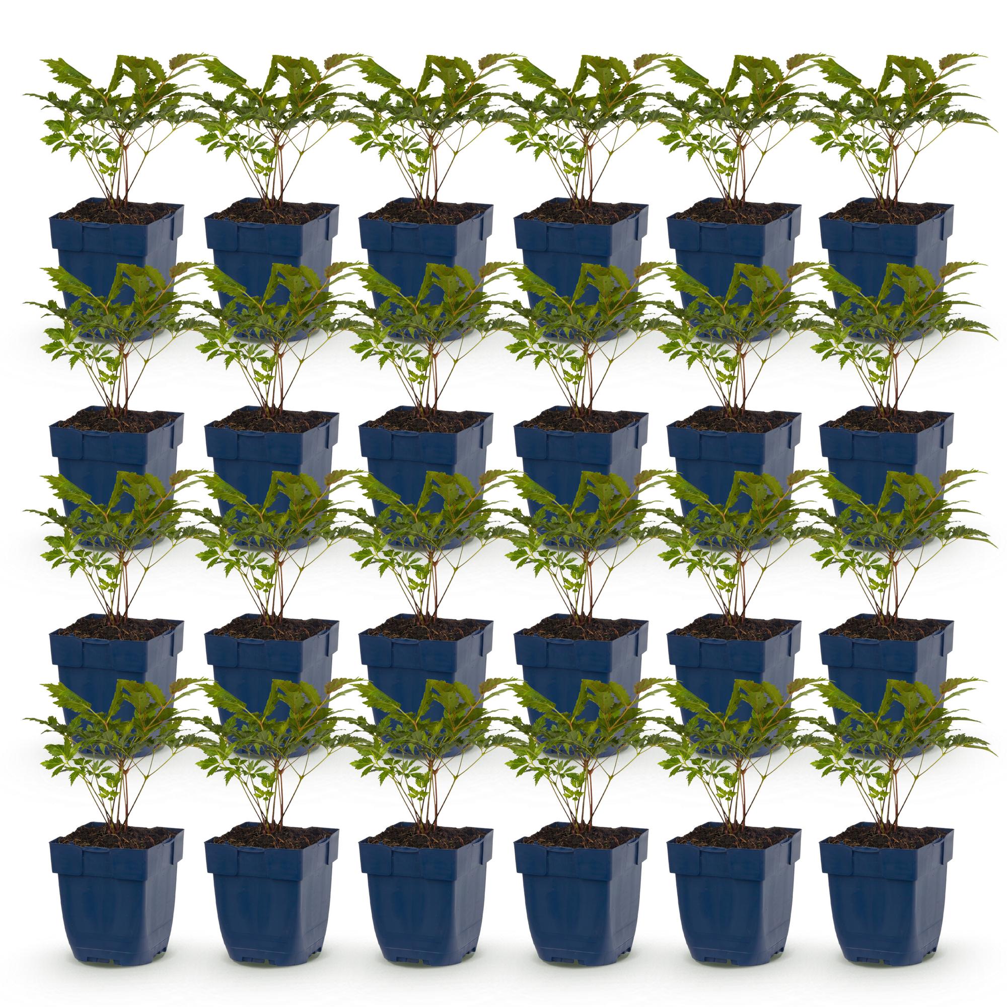 Vasteplant - Astilbe Tricolour - Pluimspirea - Schaduw - Paars - Roze - Wit - 24 Planten - Pot 11cm - Hoogte 15-25cm