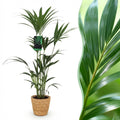 Kamerplant - Howea Forsteriana - Kentia Palm - Weinig Onderhoud - Groen - 1 Plant - met Mand - Pot 21cm - Hoogte 120-130cm