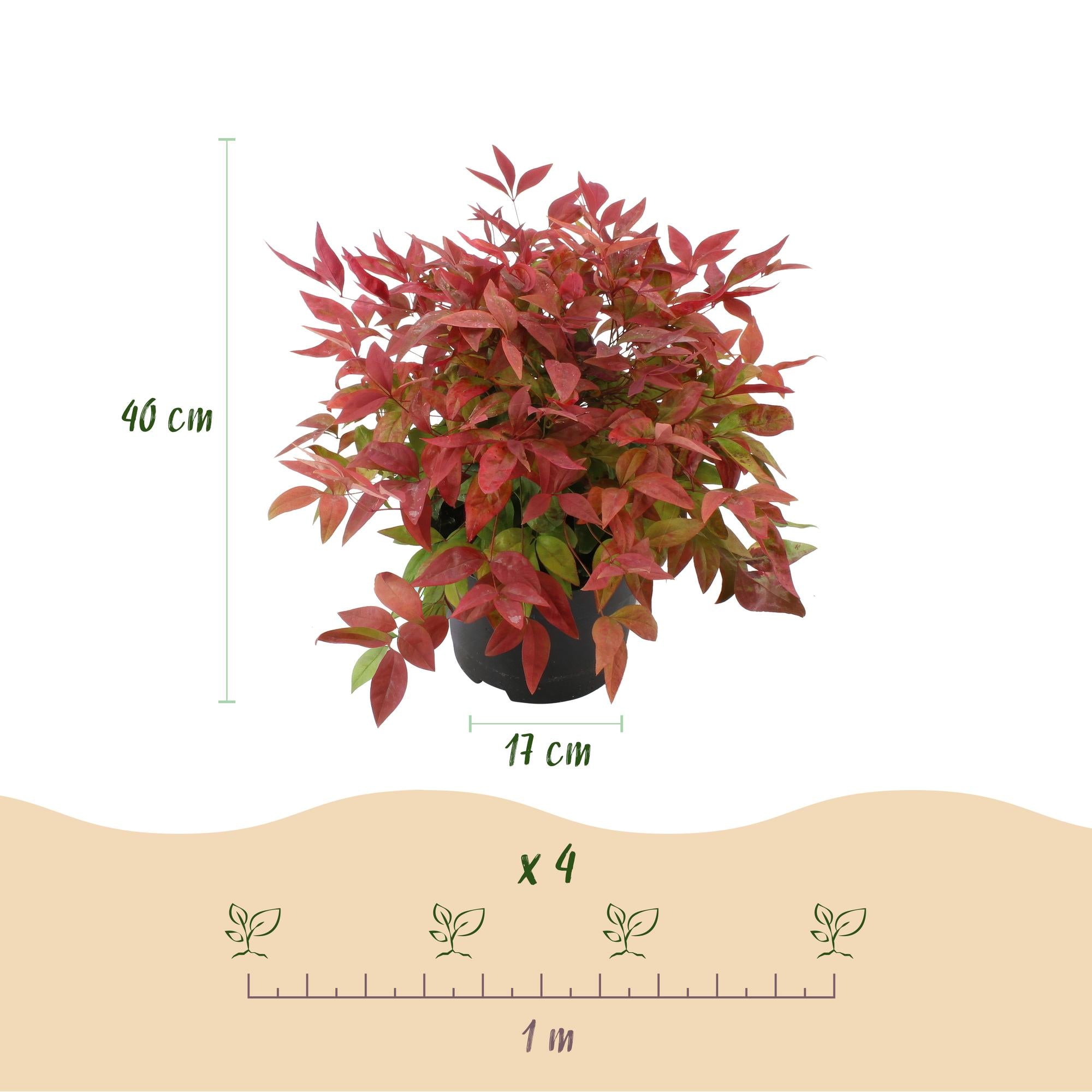 Tuinplant - Nandina Blush Pink - Donker Roze - 1 Plant - Groenblijvend - Weinig Onderhoud - Pot 17cm Hoogte 40cm
